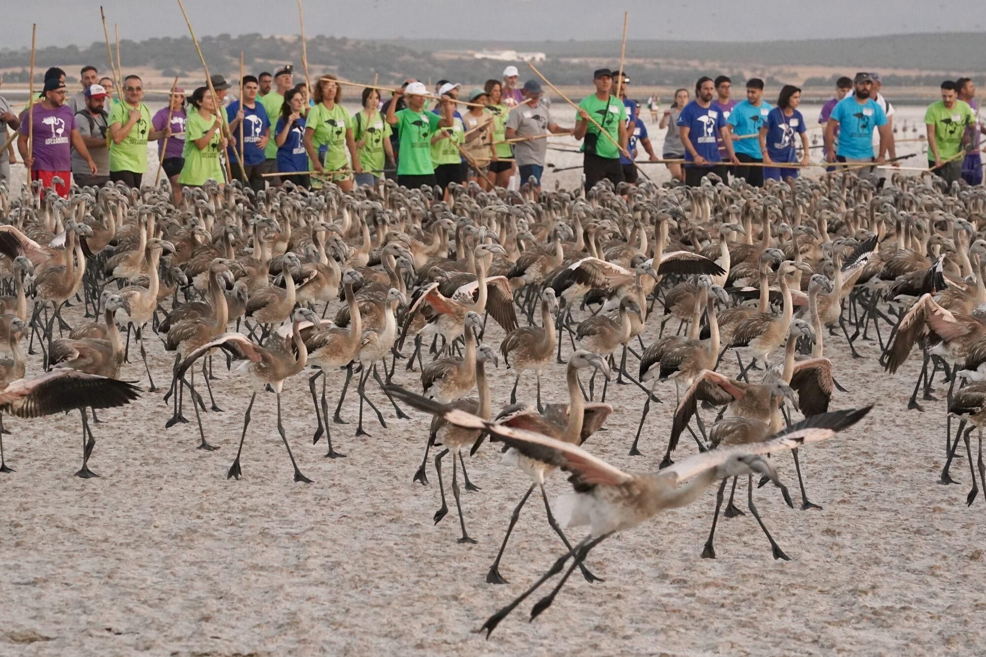 Récord de nacimientos de flamencos en Fuente Piedra