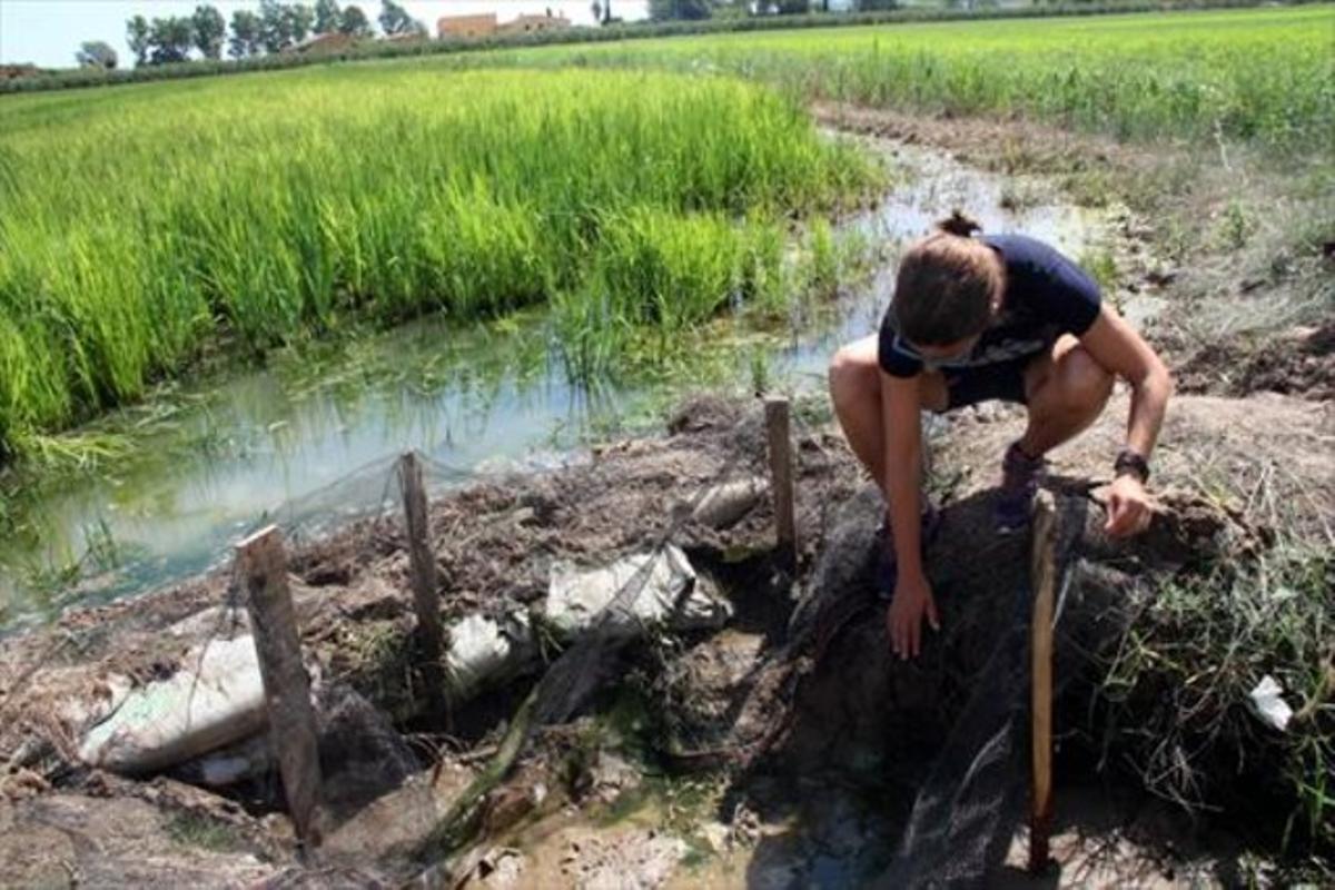 Una técnica del departamento de Agricultura inspecciona un canal de la finca afectada.