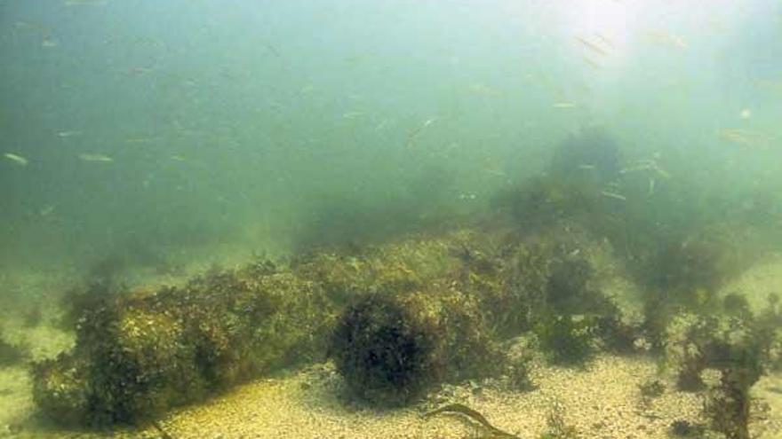 Los cañones de hierro están situados a unos 9 metros de profundidad en Punta Borneira.