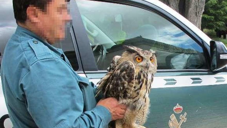 Un agente del Seprona con el búho malherido en las manos.