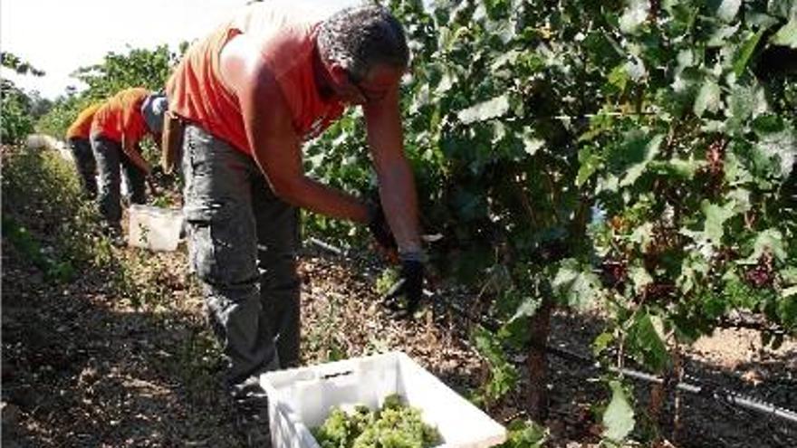 Una verema de vins de la DO Empordà, en una de les vinyes de la comarca.