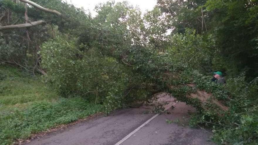 El eucalipto atravesado en la carretera a la altura de Sanzadornín.