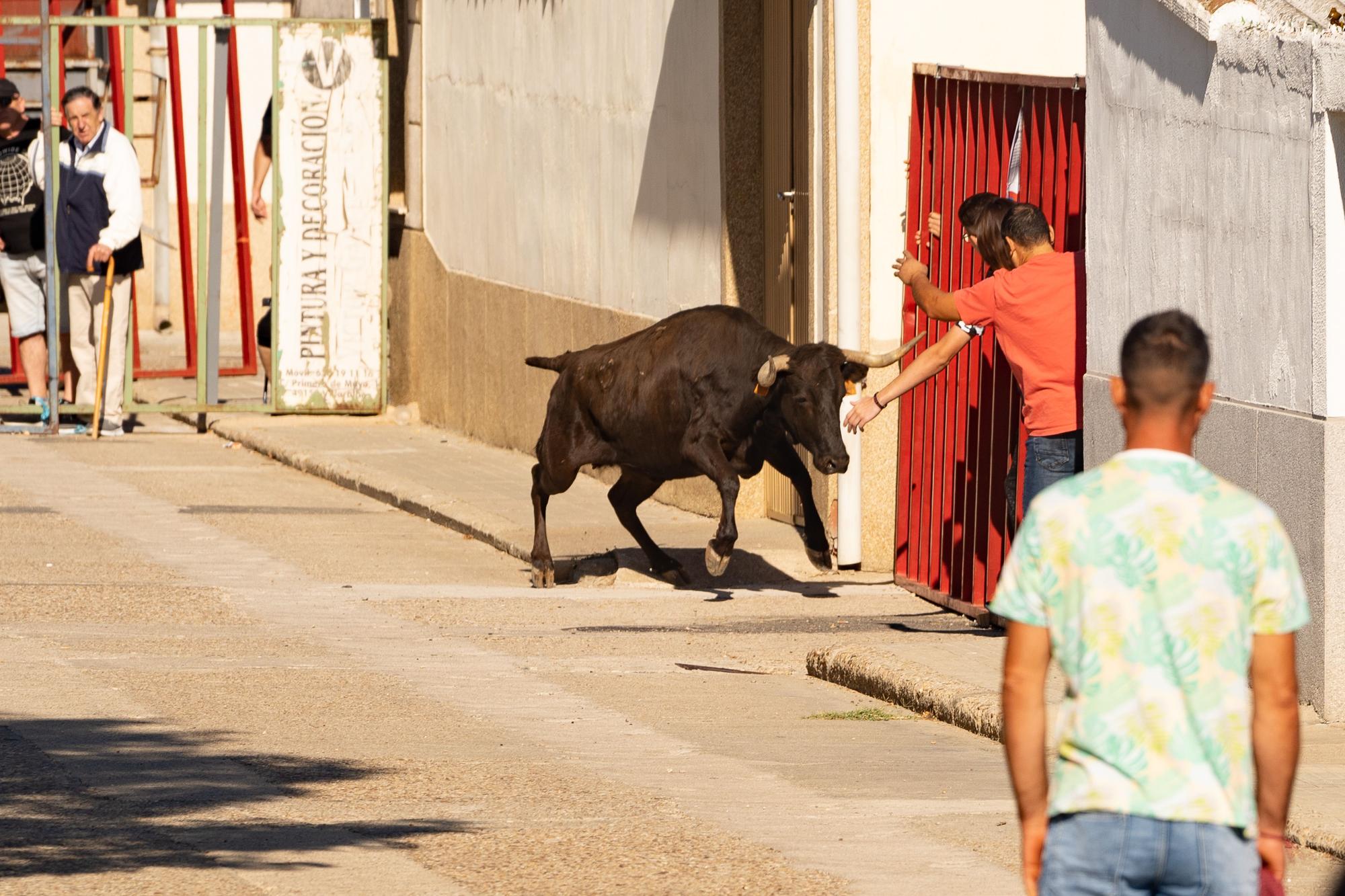 GALERIA | Encierro urbano en Villaralbo