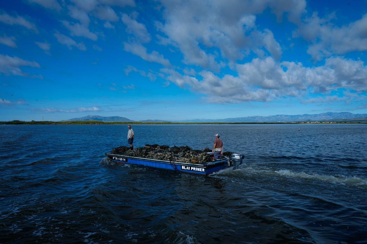 Las altas temperaturas se han cobrado unas víctimas palpables a través del calentamiento del agua: los mejillones del Delta del Ebre.