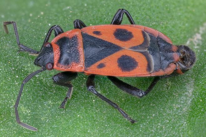 Por qué Alicante se ha llenado de zapateros: la explicación detrás de la invasión de estos bichos rojos y negros