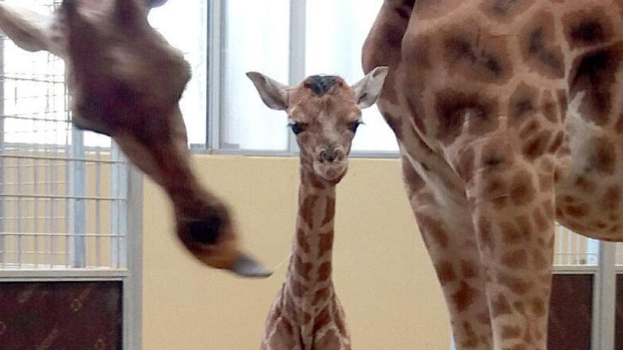 Neix una girafa en perill d&#039;extinció al Zoo de Barcelona