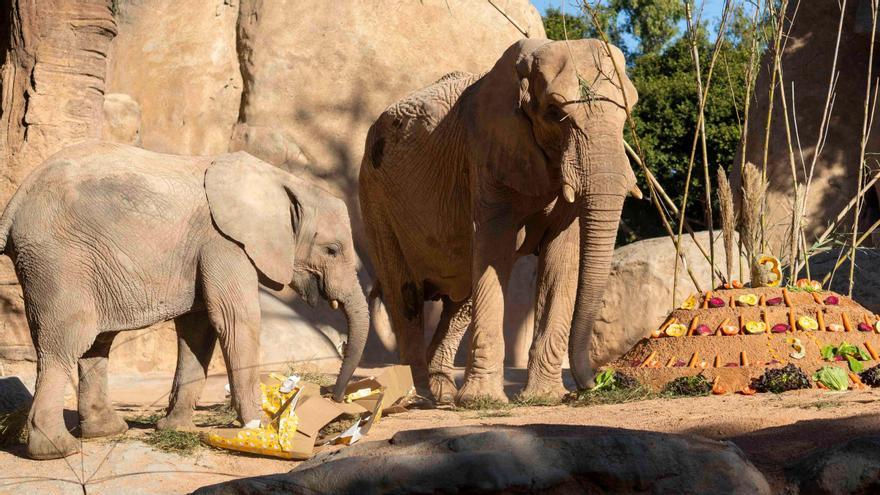 Regalos y tarta por el tercer cumpleaños de la elefanta Makena en Bioparc