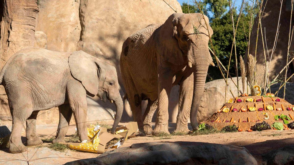 La elefanta Makena cumple 3 años en Bioparc Valencia.