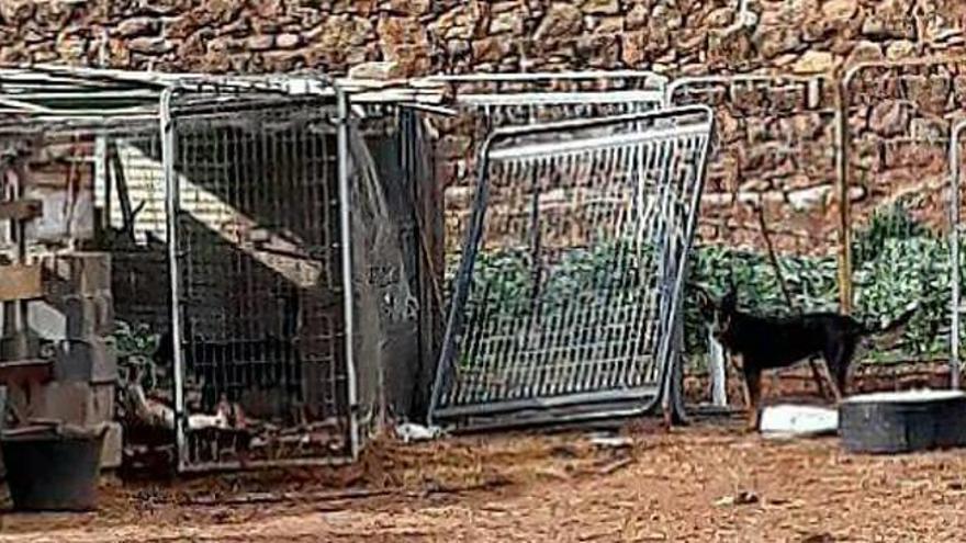 Una jauría de perros asalta un huerto de Algímia y mata decenas de animales