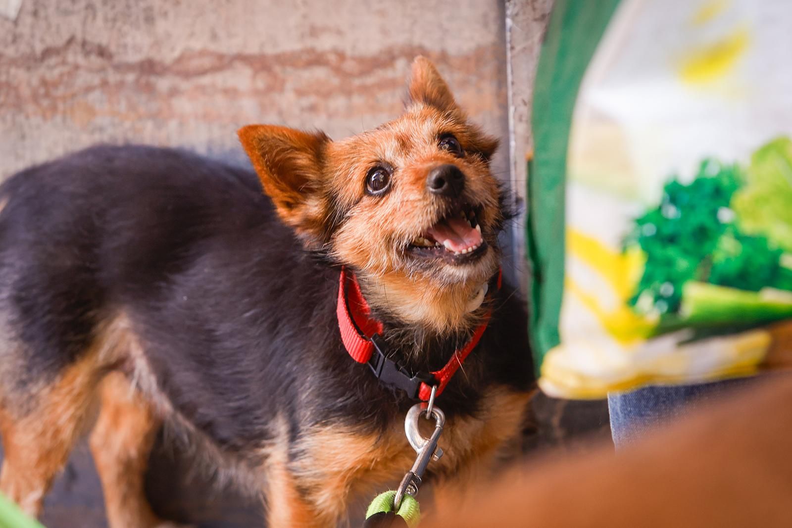 Un paseo con perros para fomentar la adopción