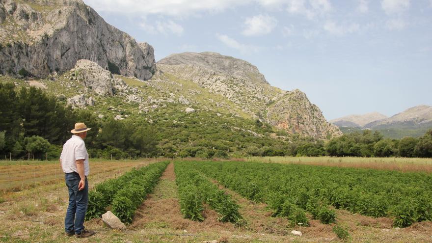 Finca zwischen Himmel und Erde: Wie zwei Deutsche auf Mallorca die Kraft der Tramuntana erfahren und erhalten