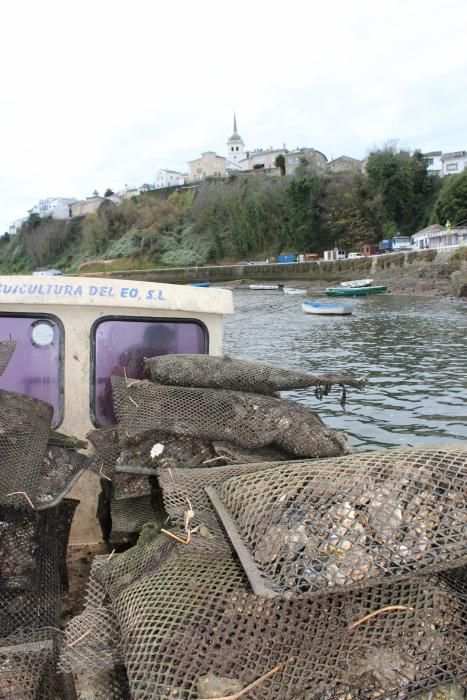 Ostras en la ría del Eo