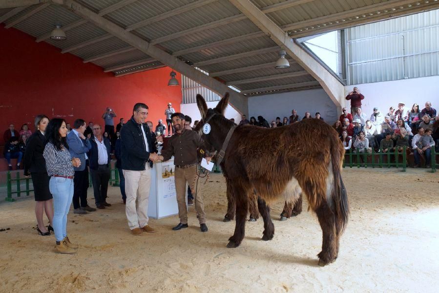 Feria del burro en San Vitero y romería