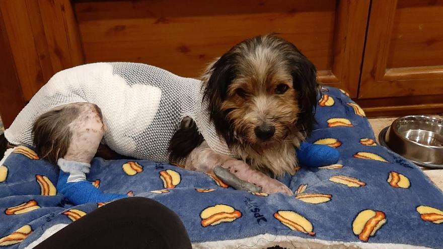 La justicia archiva la denuncia por el caso del perro arrastrado por el Corredor do Morrazo