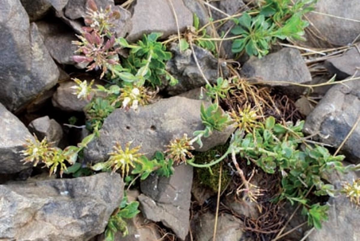 La nova planta trobada al Cadí