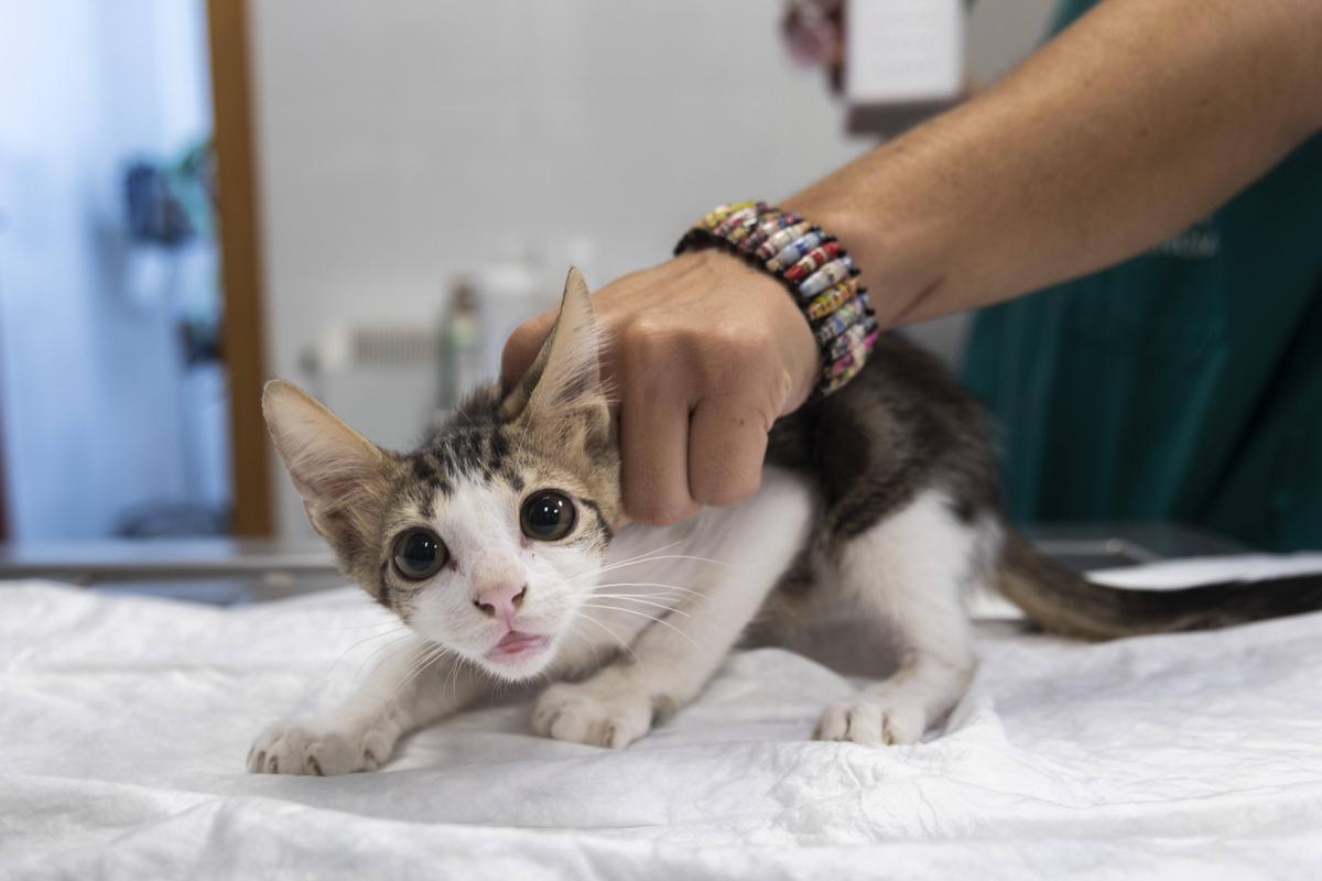 Un gato abandonado en el refugio de animales de Valencia.