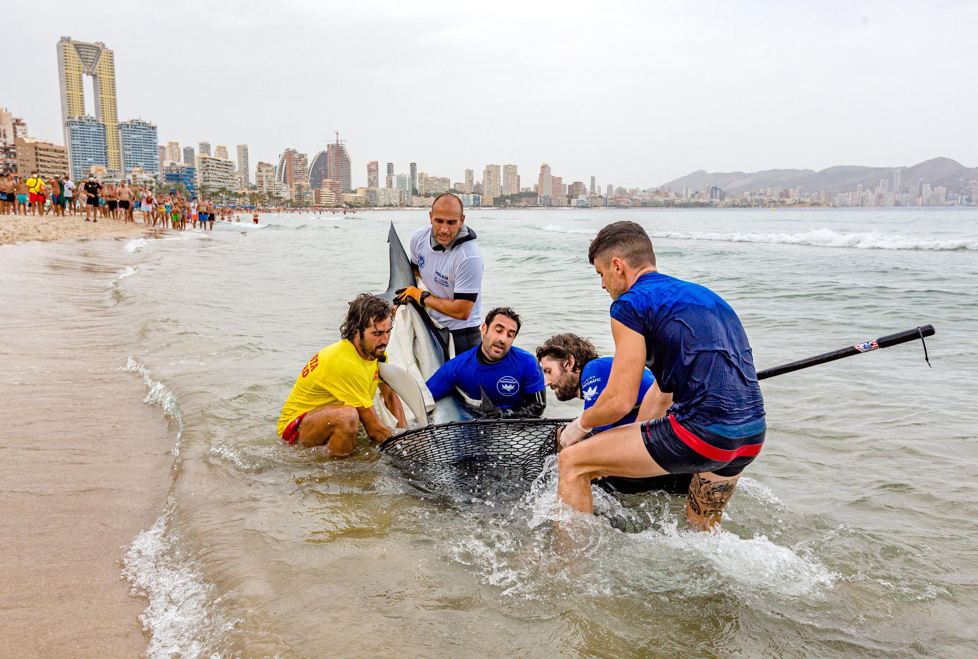 Aparece una tintorera de dos metros en Benidorm