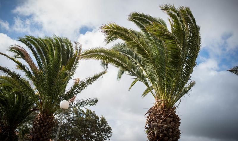 Palmeras agitadas por el vendaval