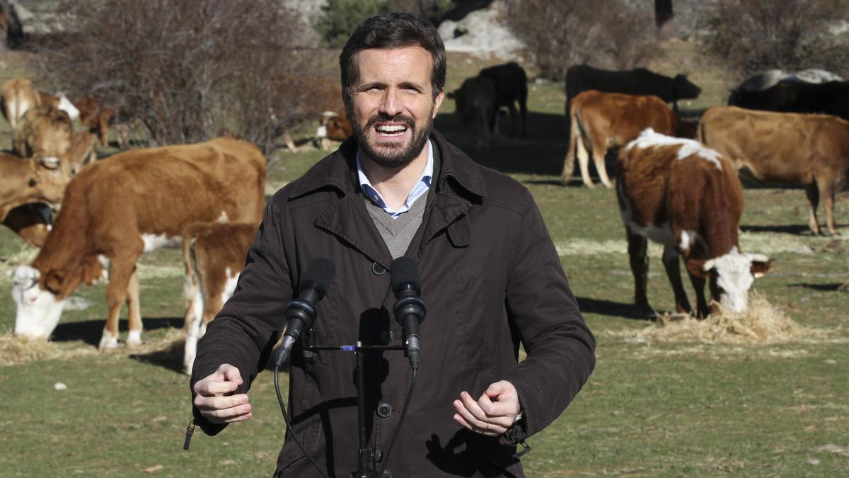 El presidente del PP, Pablo Casado, visita una explotación ganadera extensiva de vacuno.