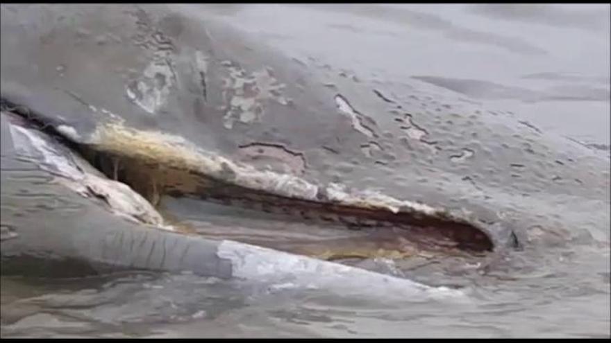 Un cachalote de 10 toneladas aparece varado en Cabo de Palos