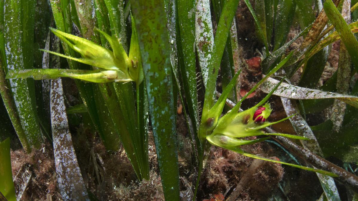 La pradera de posidonia oceánica que rodea la isla es un tesoro bajo el mar