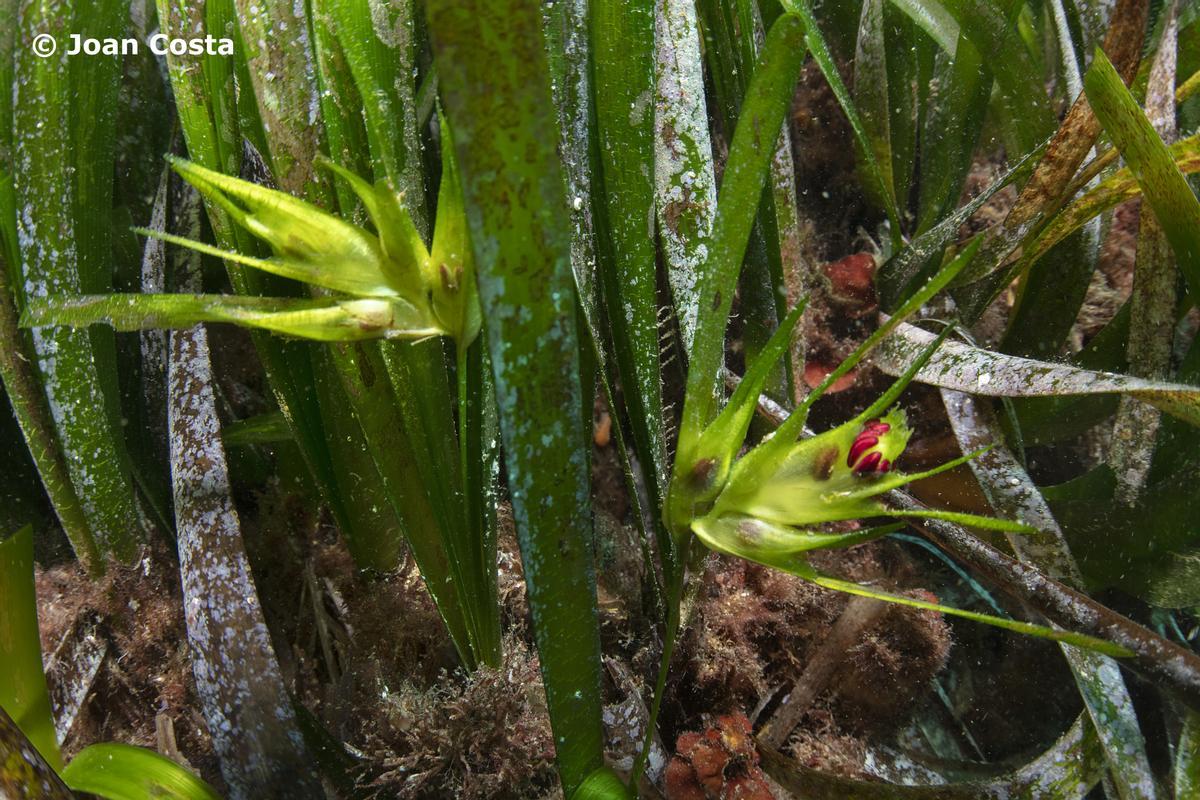 La pradera de posidonia oceánica que rodea la isla es un tesoro bajo el mar