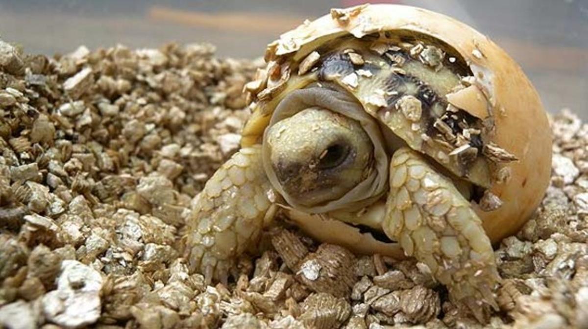 Una instantània de l’eclosió de l’ou d’una tortuga estrella birmana, al zoològic de Taipei. El Parc Zoològic de Taipei (Taiwan) i el Consell d’Agricultura dedicaran 10.000 dòlars a un programa per al desenvolupament i el creixement de la tortuga estrella birmana, una espècie considerada en greu perill d’extinció per la Unió Internacional per a la Conservació de la Naturalesa.