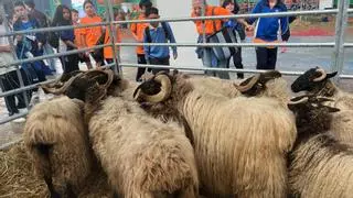 Vacas, caballos, ovejas, aves... la feria de San Antonio de Gijón encandila a los más jóvenes en su inauguración