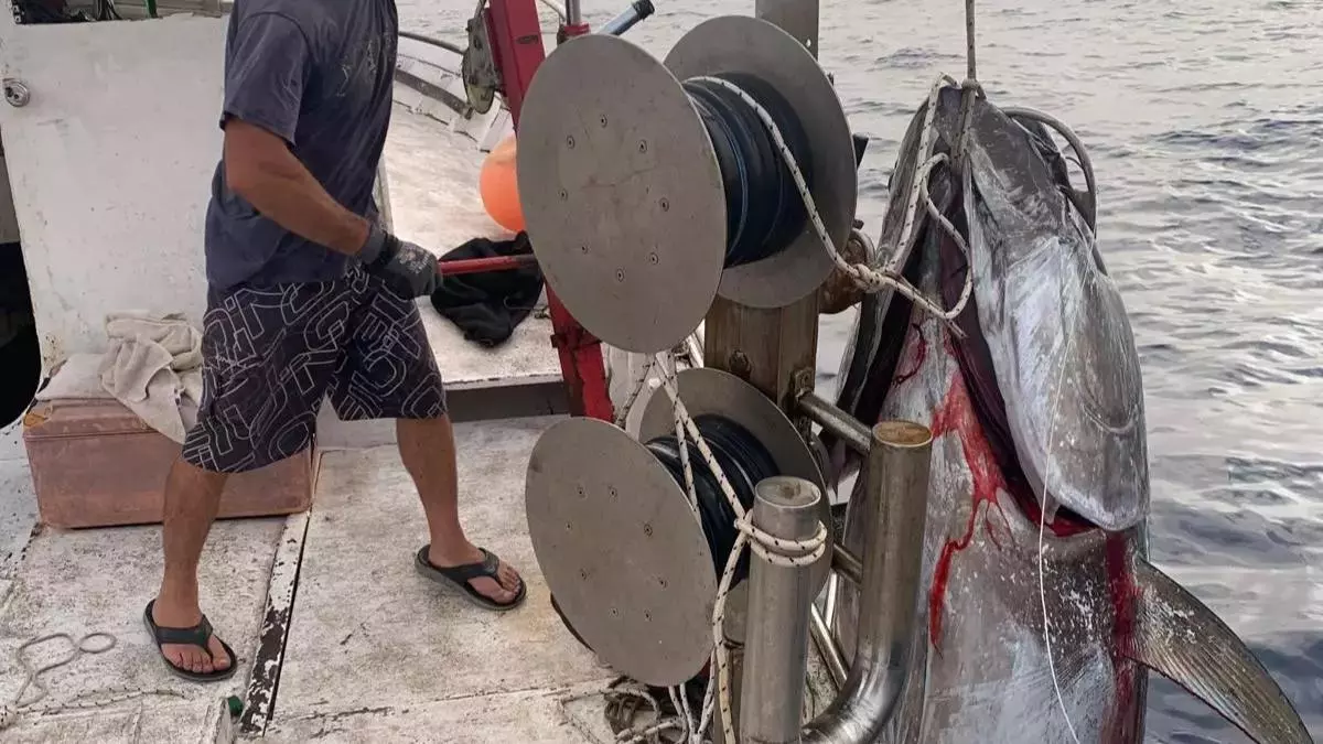 245 Kilo auf der Waage: Fischer aus Cala Ratjada fangen Riesenthunfisch
