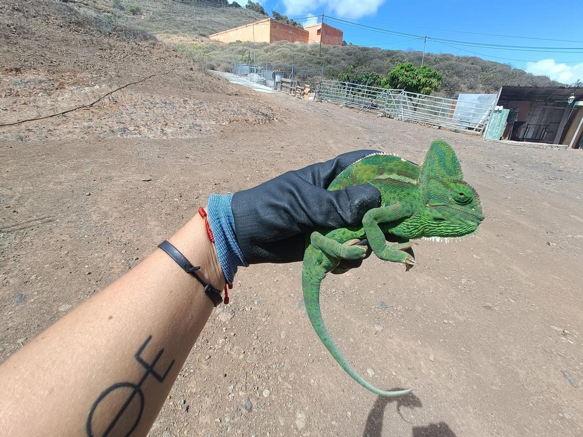 Ejemplar localizado en la Isla por Gesplan.