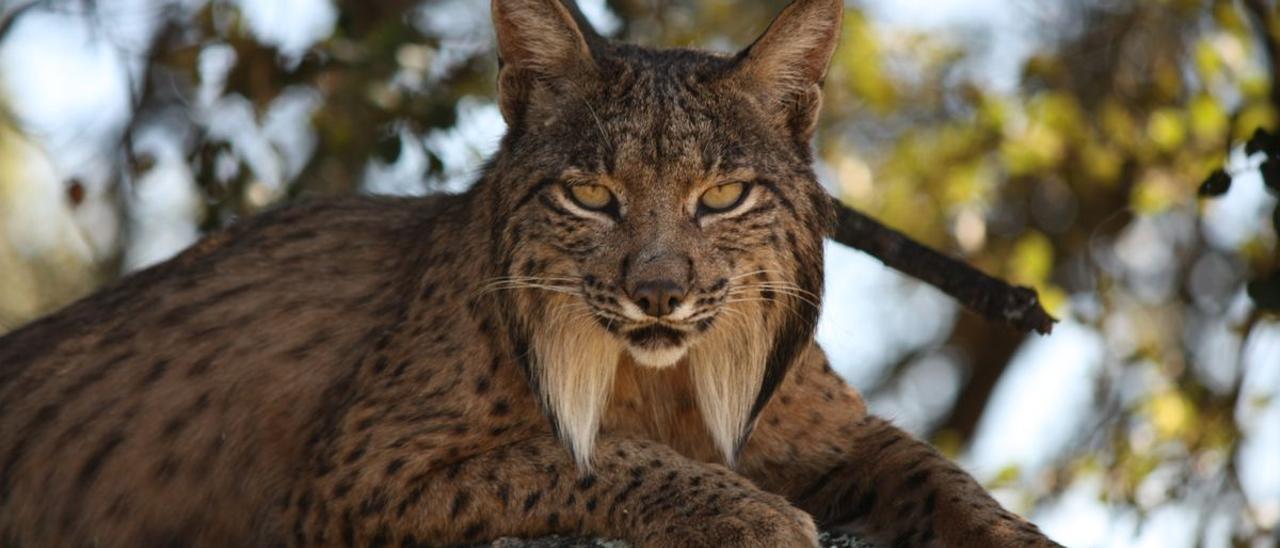 Un lince ibérico adulto, inconfundible con sus barbas de maestro de kung fu.