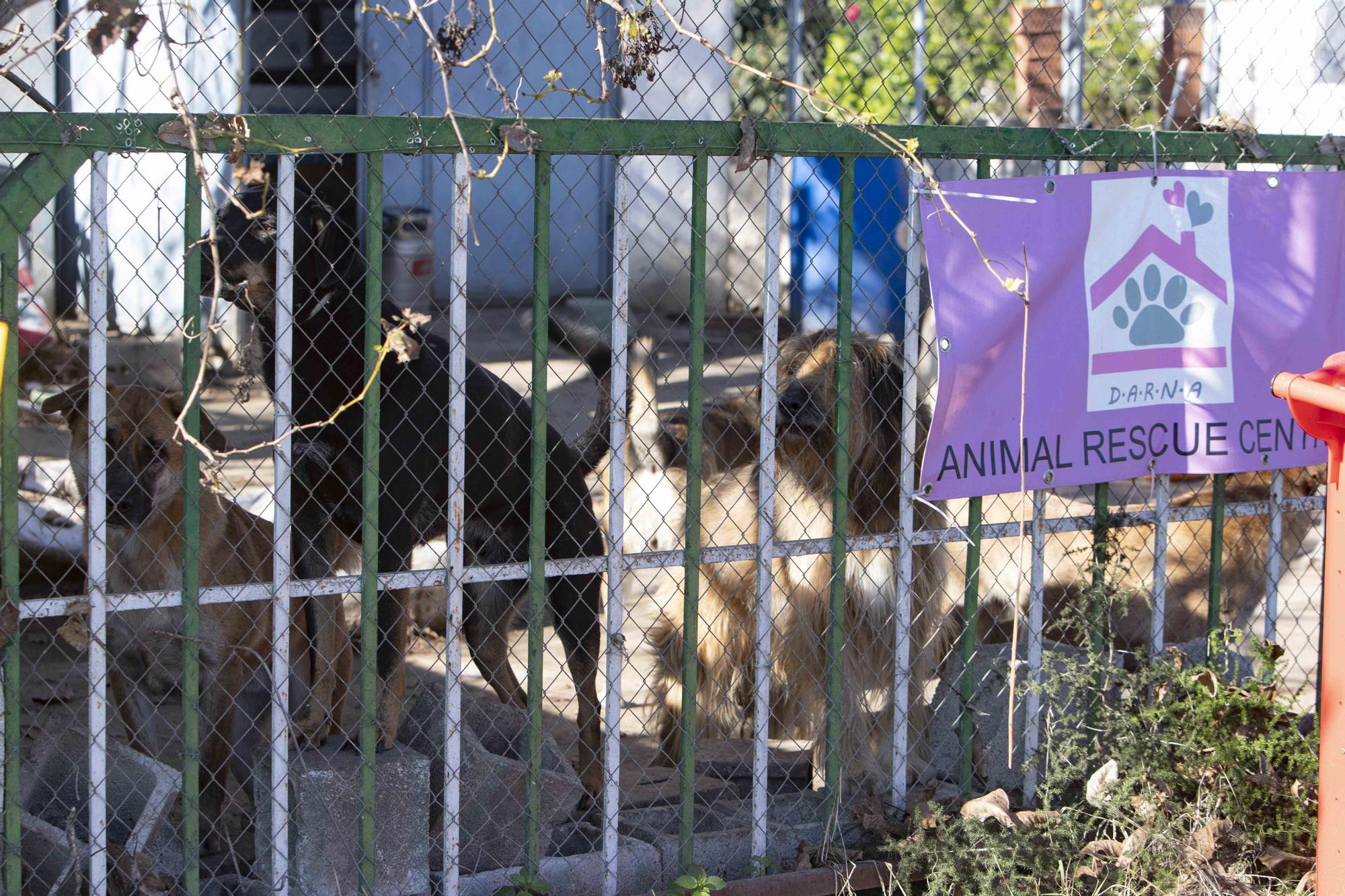 Ordenan la clausura de un santuario animal en Xàtiva