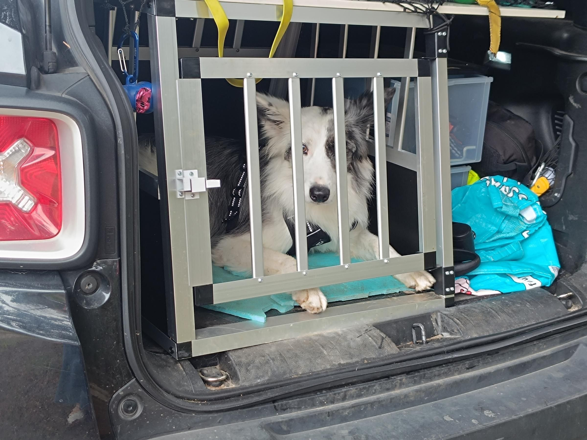 Así entrena la Unidad Canina de Rescate del Principado de Asturias, con sede en La Morgal