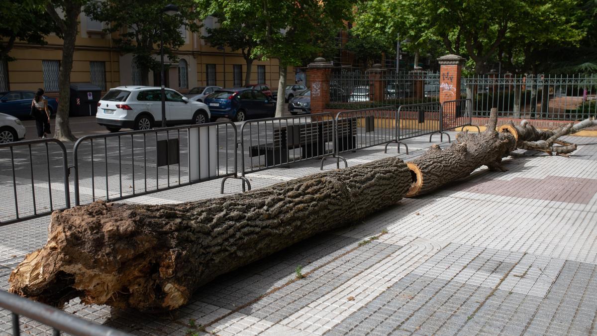 Tronco de un árbol de Valorio instalado en la avenida de Requejo.