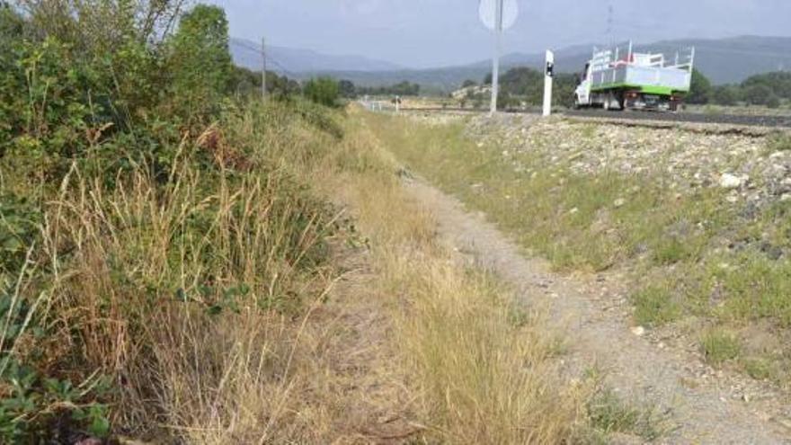 Corzo atropellado en la N-525, en San Miguel de Lomba