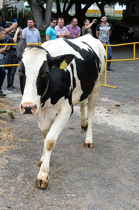 El Cabildo recibe 33 vacas