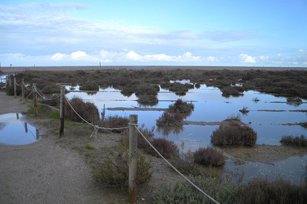 L'aigua de mar i de pluja s'ha barrejat a la platja de Sant Pere, en el Parc dels Aiguamolls