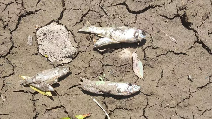 Vídeo: Varios peces muertos en uno de los tramos del río Palancia que se ha secado.