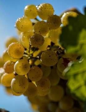 Racimos de la variedad Forcada. // Bodegas Torres