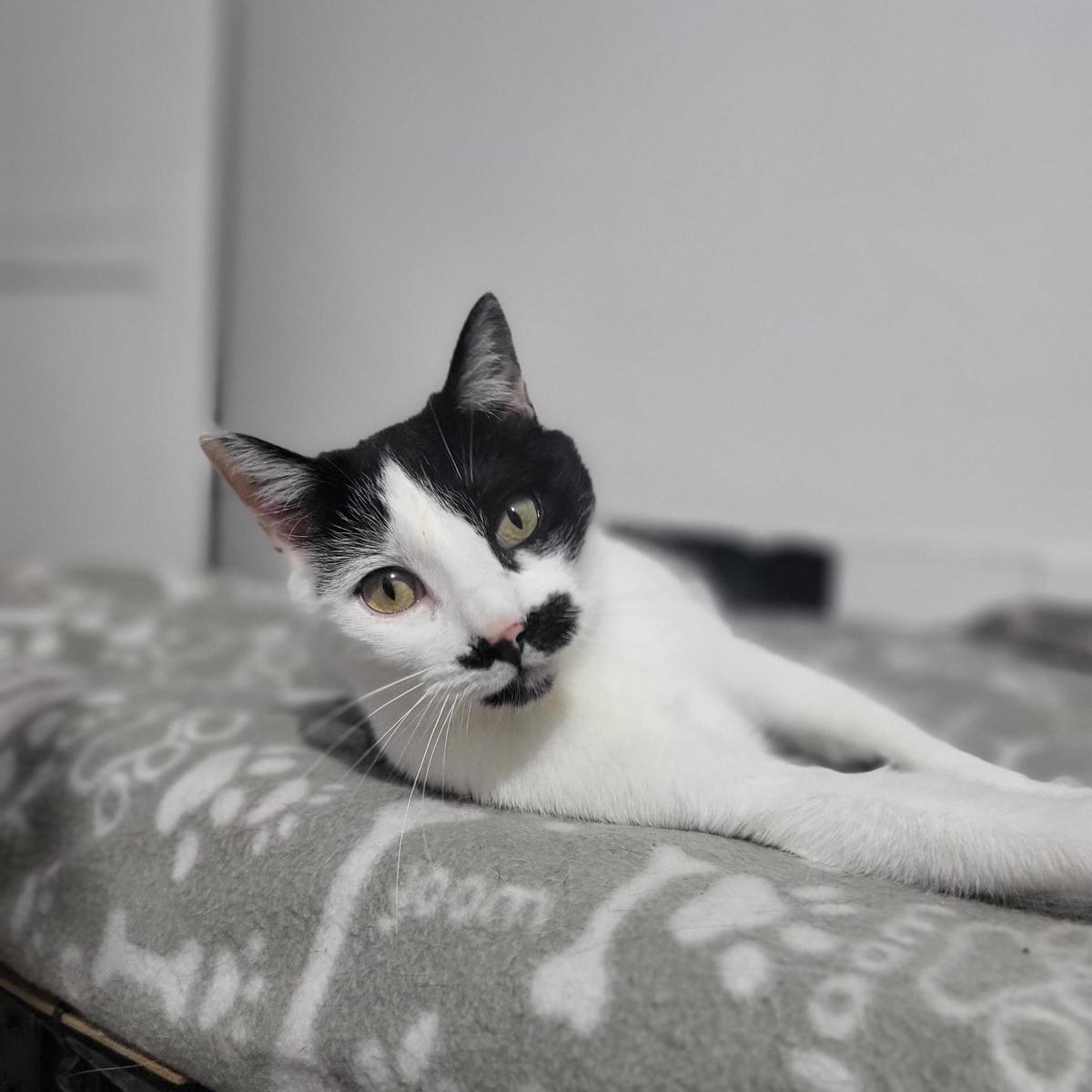 Camino, gata adulta de Bigotes en adopción.
