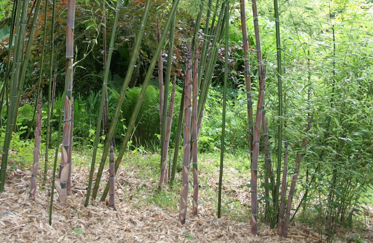 Ejemplares del bambú Henon o dorado