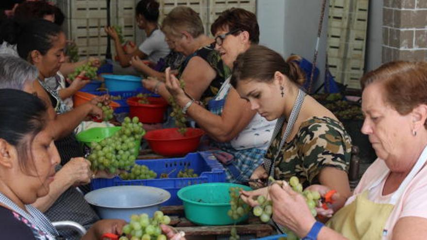 Estisoradores de raïm moscatell en una empresa de Teulada.