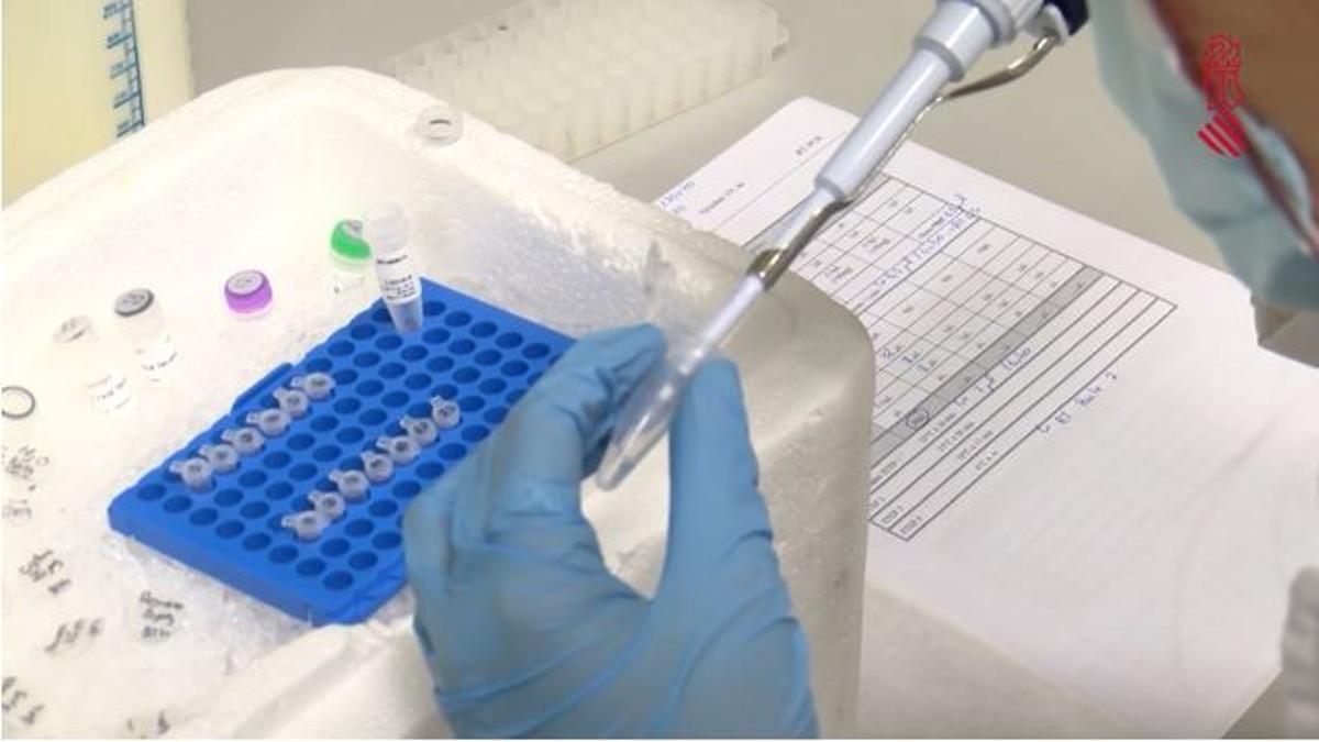 Una investigación en la UMH de Elche