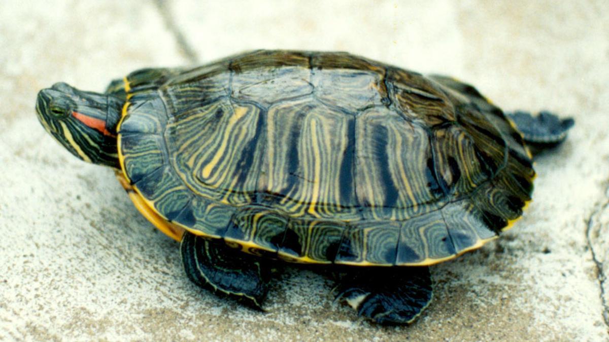 Un ejemplar de galápago de Florida, especie invasora.