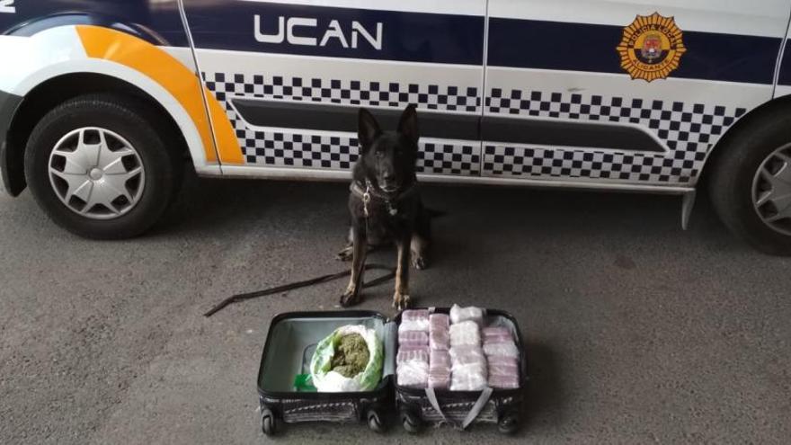 La Unidad Canina de la Policía Local arresta en Alicante a dos jóvenes con 12 kilos de hachís