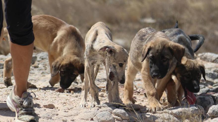 Uno de los animales de la Protectora.