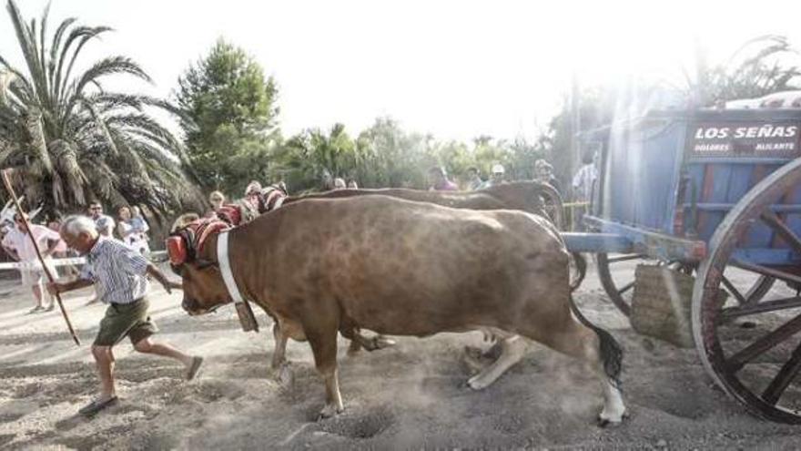 Cuatro parejas de vacas participaron en el arrastre vacuno.