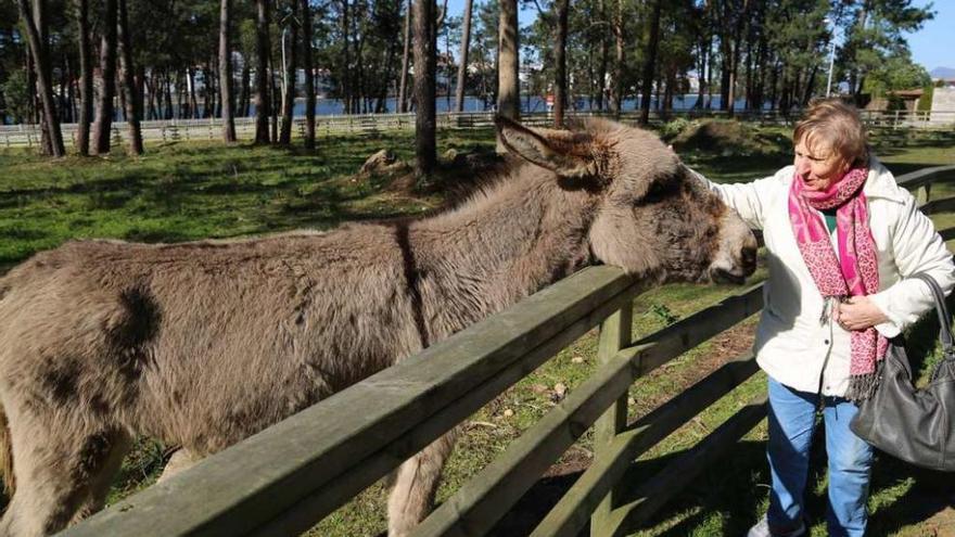 Una mujer acaricia a la burra &quot;Emilia&quot; en su parcela de A Toxa. // Muñiz