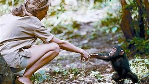 Jane Goodall 8 La primatóloga británica, con una cría de chimpancé.