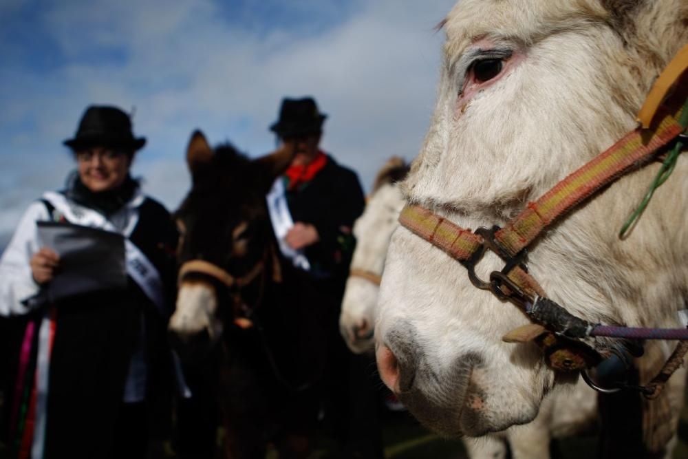 Carrera de cintas en burro en Molacillos.